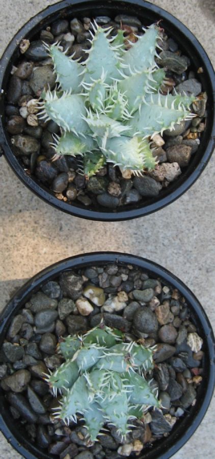 2013 09 23 Aloe erinacea a X750.jpg