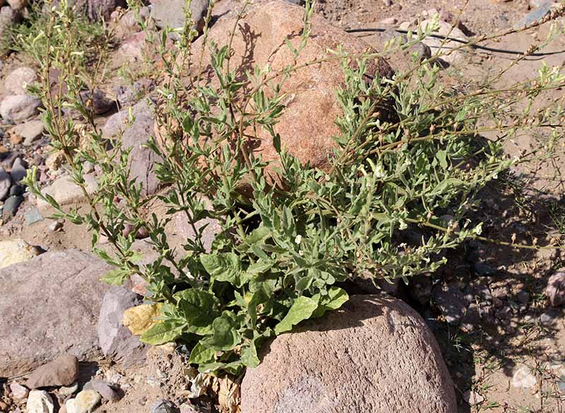 Nicotiana obtusifolia