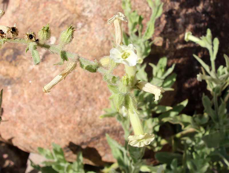 Nicotiana obtusifolia