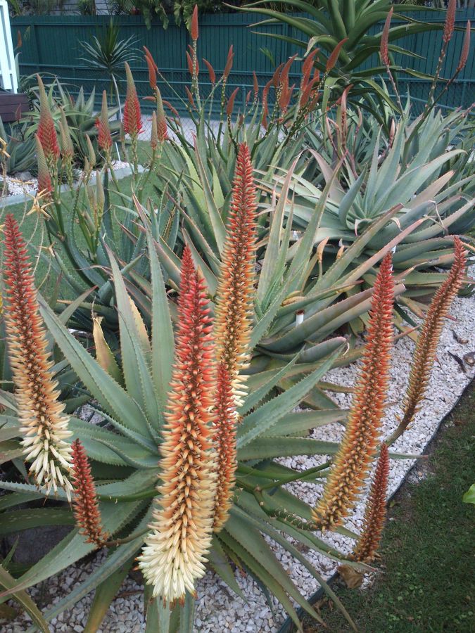 aloe 'Tusker' late autumn