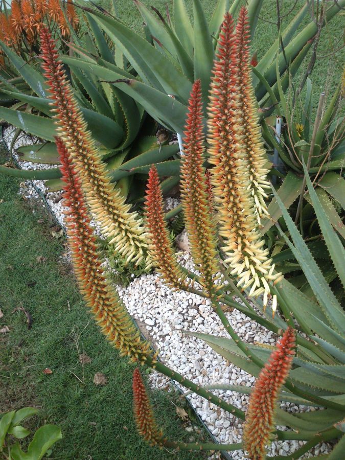 aloe 'Tusker' late autumn