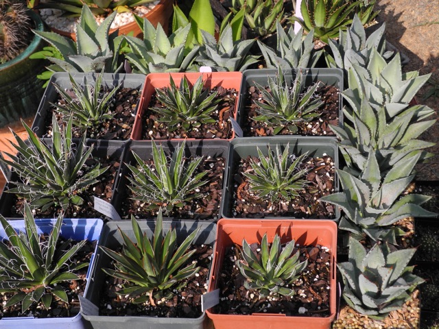 Bloodspot x line-up around seedling Agave filifera ssp. multifilifera
