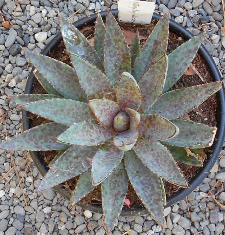 2015 06 30 Mangave Bloodspot X750.jpg
