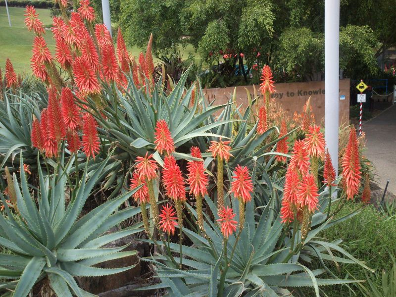 aloe 'Super Red' at Roma Street Parkland