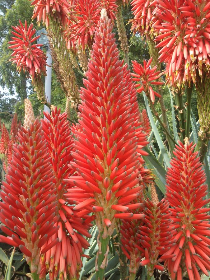 aloe 'Super Red' flowers