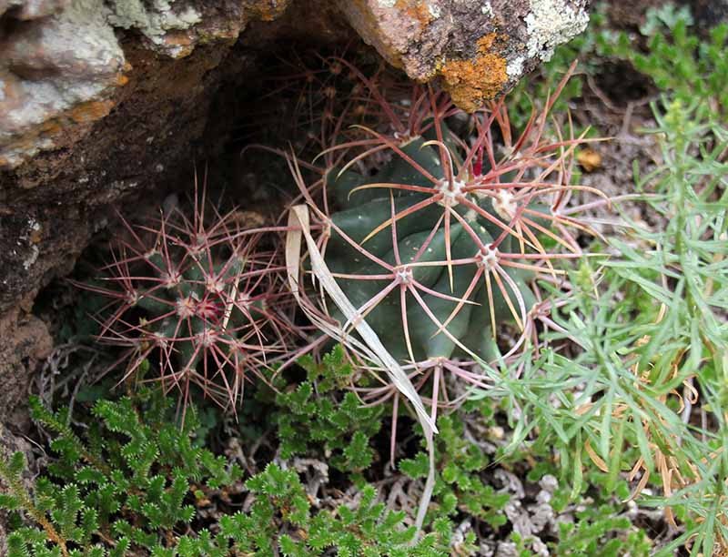 Ferocactus cylindraceus