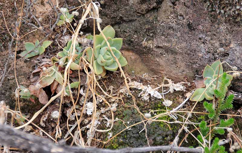 Graptopetalum rusbyi