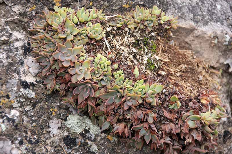 Graptopetalum rusbyi