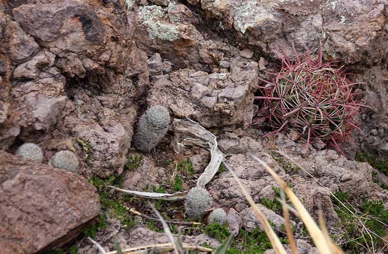 F. cylindraceus + Mammillaria grahami