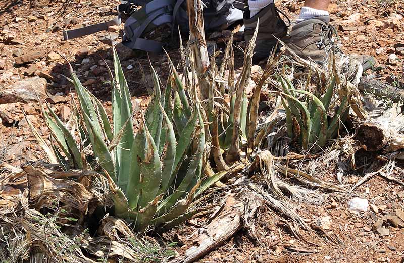 A. species on Apocalypse Hill