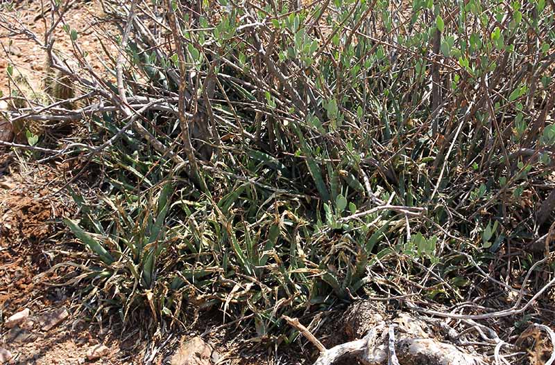 A. species on Apocalypse Hill