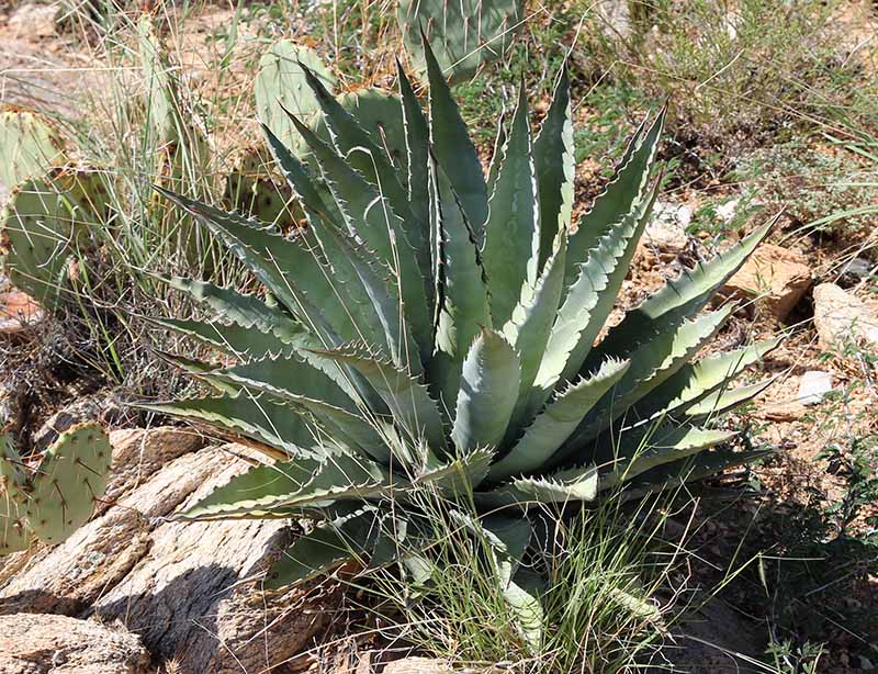 A. mckelveyana × A. chrysantha