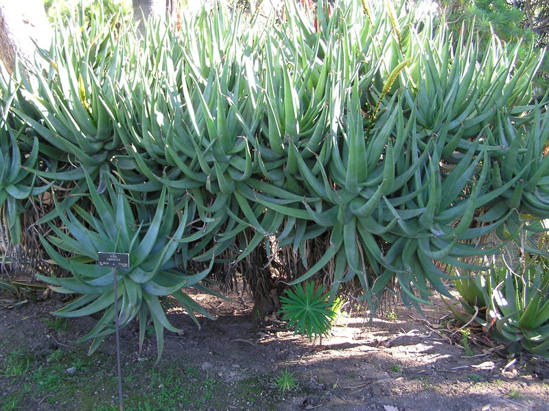Aloe castanea2 Hunt.JPG