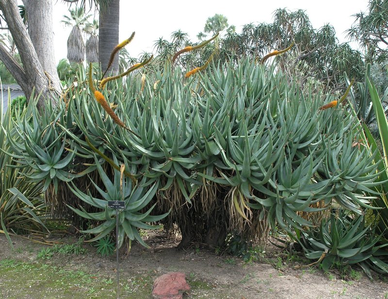 Aloe castanea 2-05.JPG