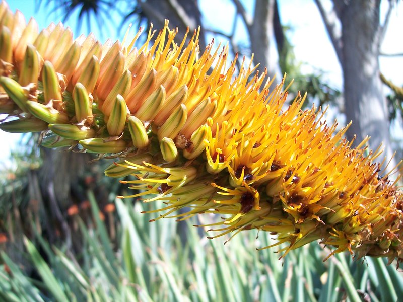 Aloe castanea flower close 1.jpg
