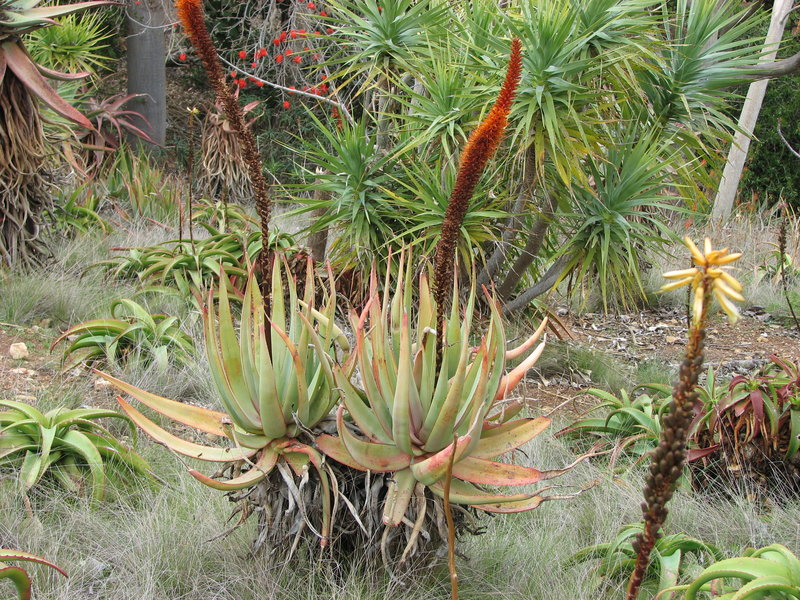 Aloe castanea diff.jpg