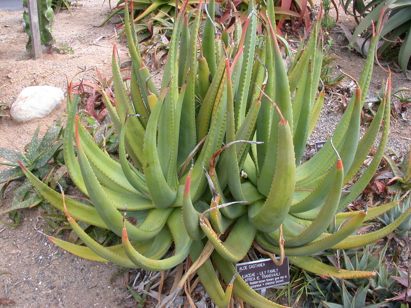 San Diego Botanical garden