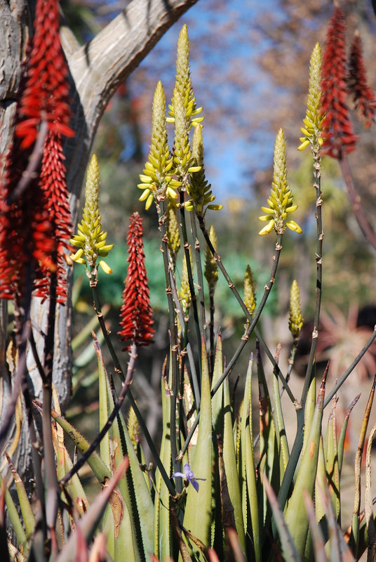 Aloe vera in flower (2).JPG