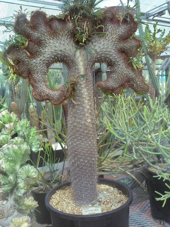 the famous specimen from the Berkeley BG