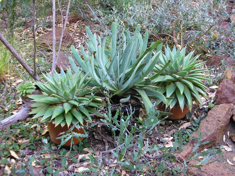 Aloe polyphylla and A plicatilis