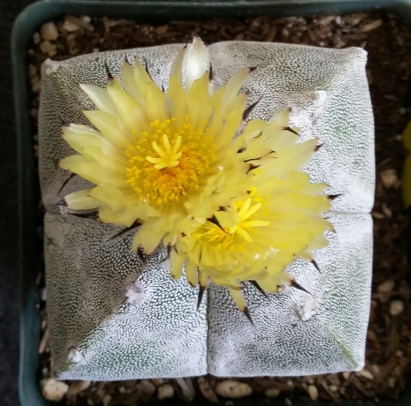 Top view