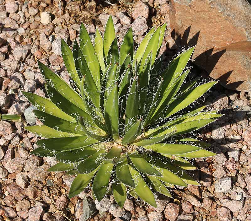 A. schidigera 'Black Widow'