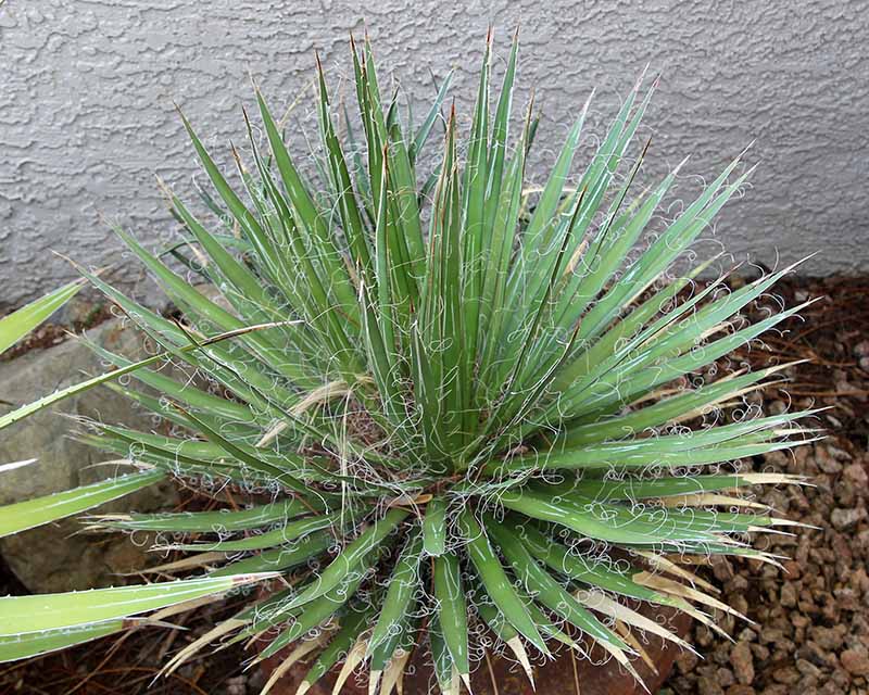 A filifera in full shade