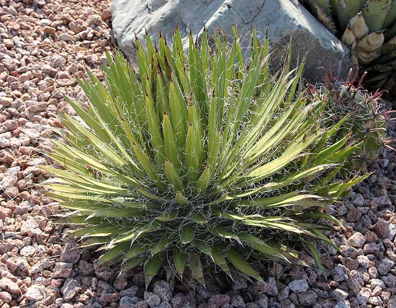 A. filifera in full sun