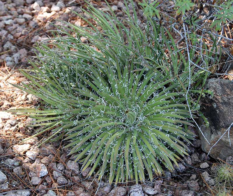 A. 'leopoldii'