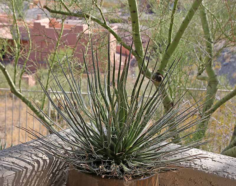 A. multifilifera in full shade