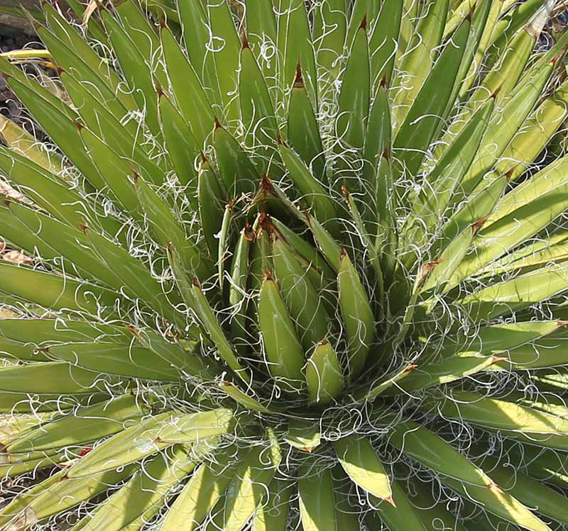 A. filifera in full sun