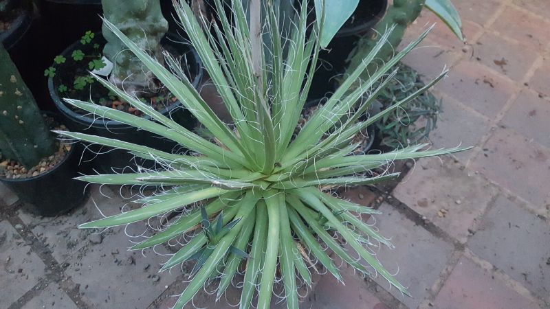 Agave