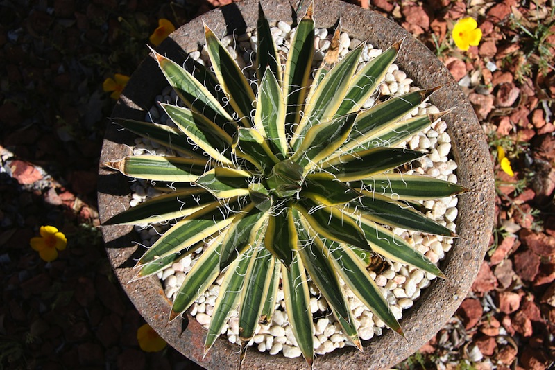 Agave schidigera 'Shira Ito No Ohi'