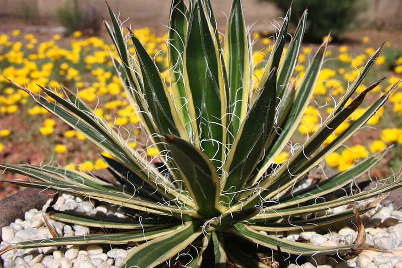 Agave schidigera 'Shira Ito No Ohi'