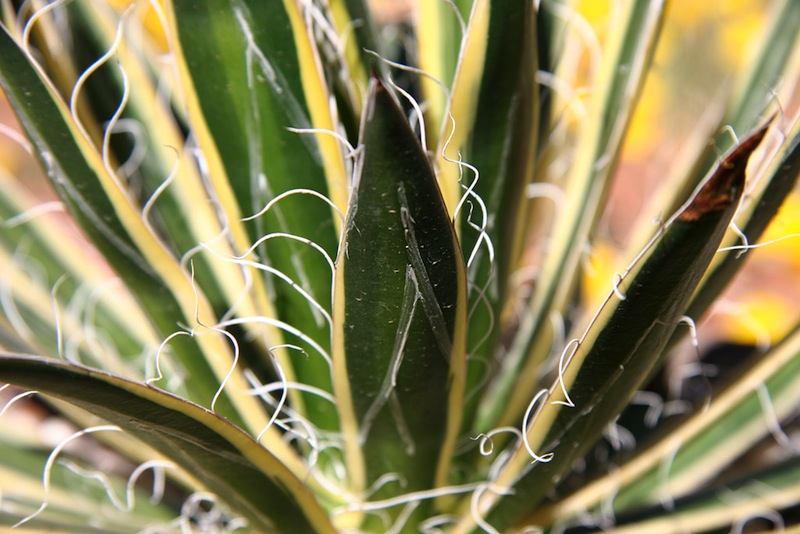 Agave schidigera 'Shira Ito No Ohi'