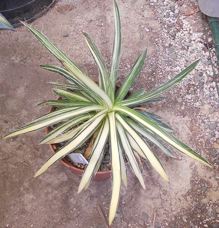 2016 08 13 A filifera A X750.jpg