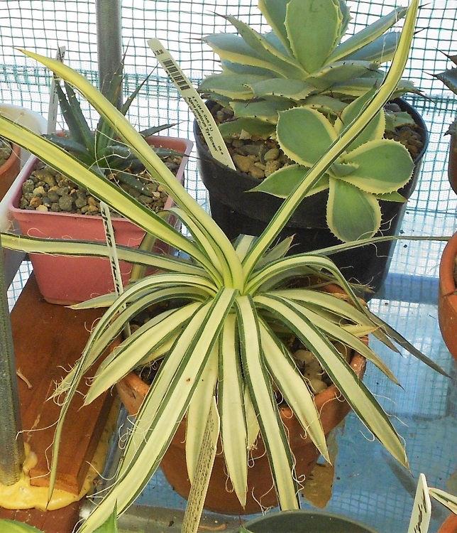 2016 08 13 A filifera B X750.jpg