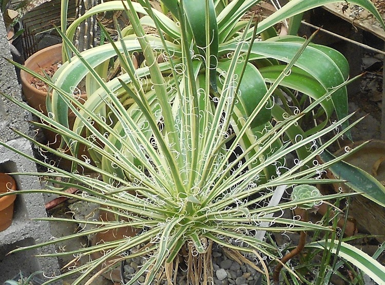 2016 08 13 A leopoldii #2 X750.jpg