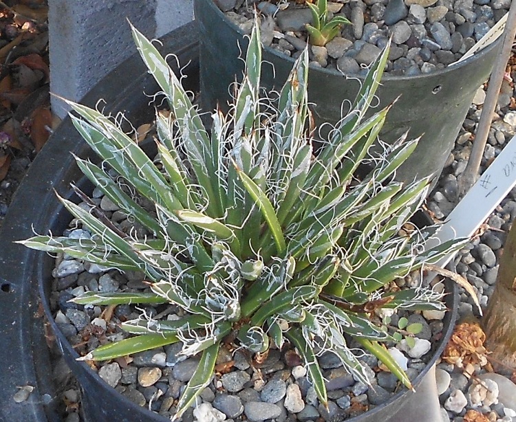 2016 08 13 A parviflora X750.jpg