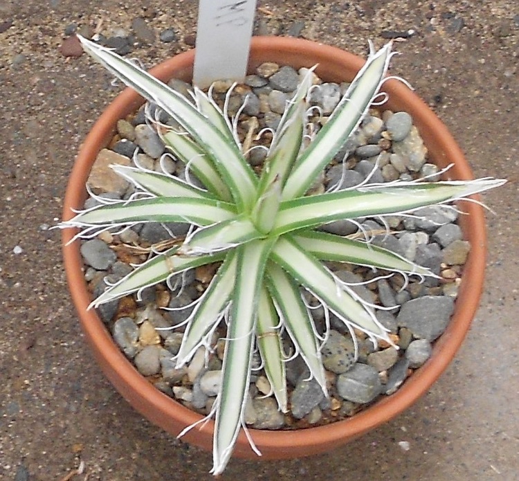 2016 08 13 A parviflora MP X750.jpg