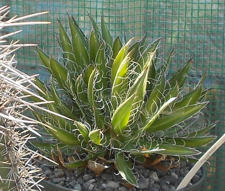 2016 08 13 A schidigera Black Widow #1 X750.jpg