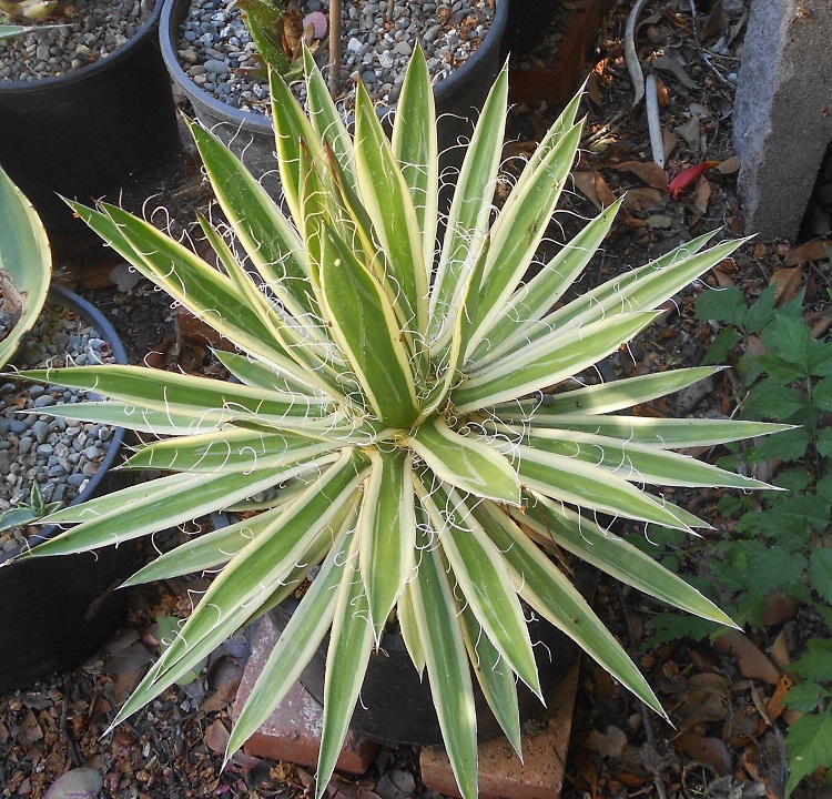 2016 08 13 A schidigera Shiro Ito No Ohi X750.jpg