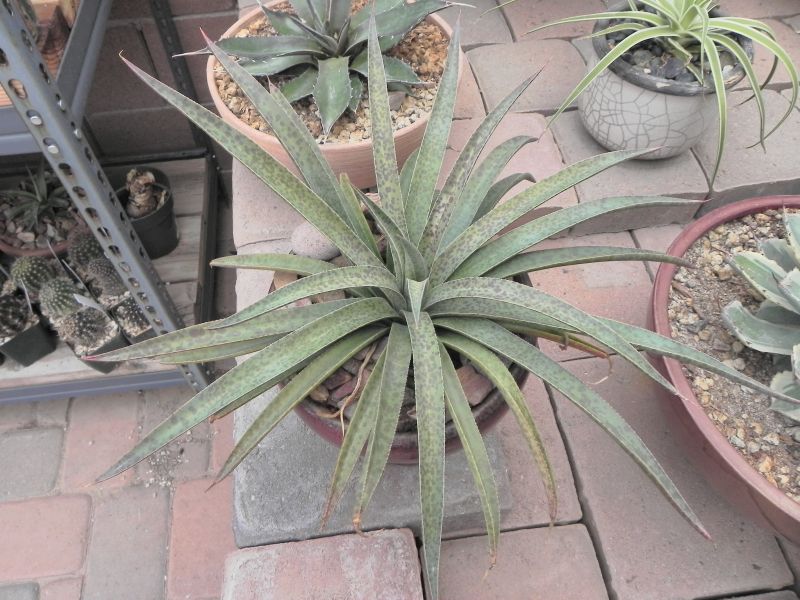 DSCN8336.JPG