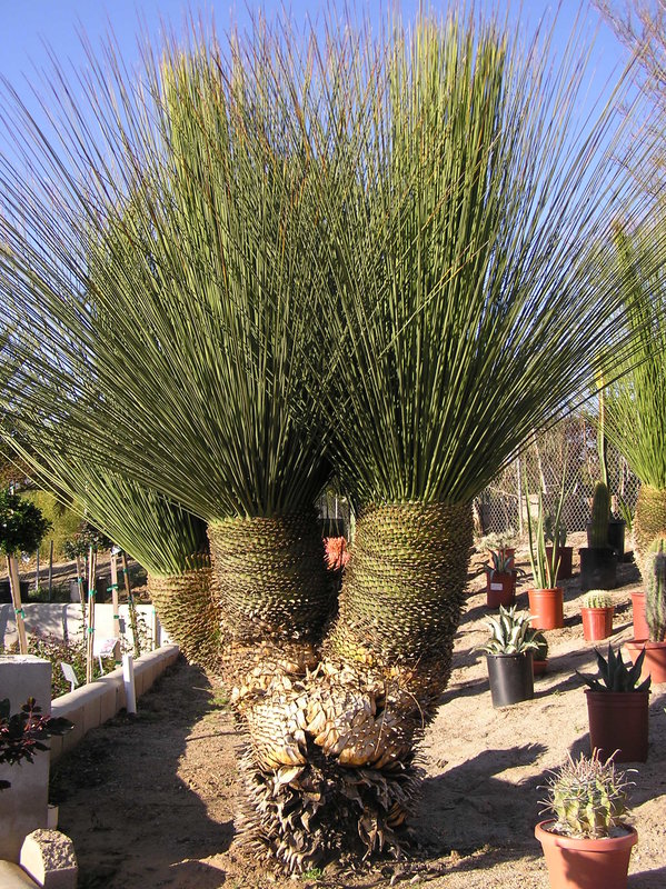 Dasylirion longisima in ground TR.JPG