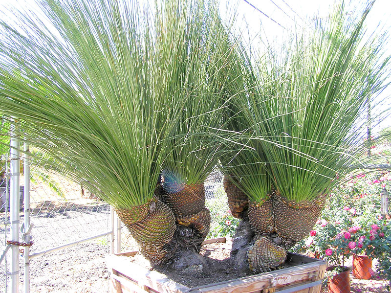 Dasylirion longisimus mult head Tropic.jpg