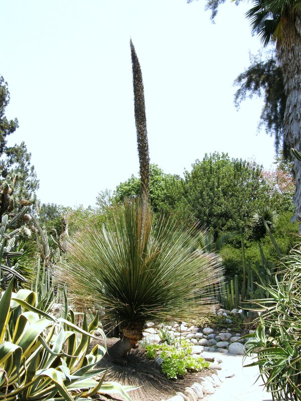Dasylirion longisimum in flower nice.JPG