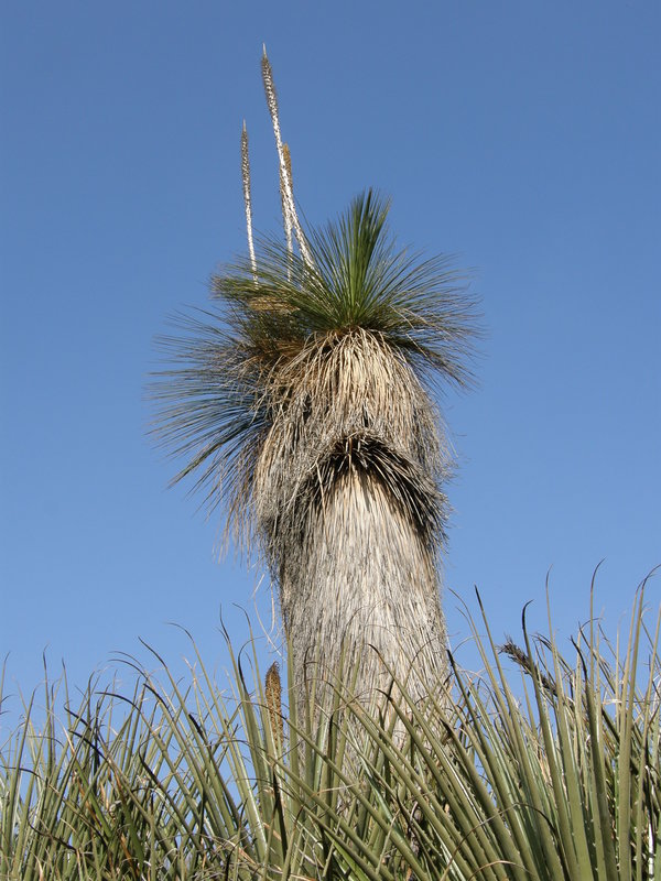 Dasylirion longisiumus tall.JPG