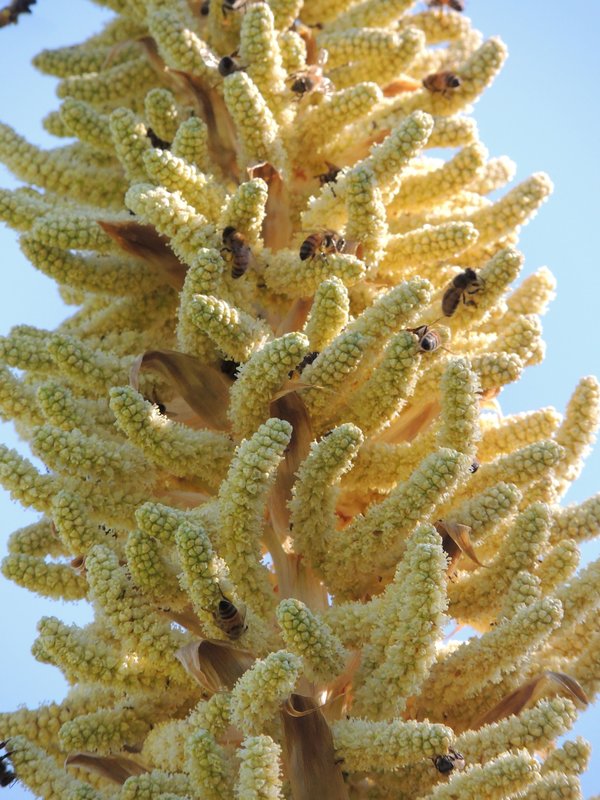 male flower