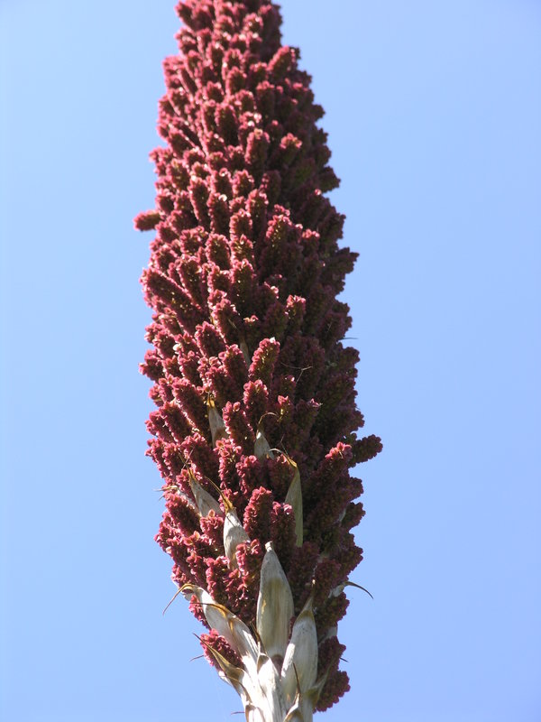 female flower with seed