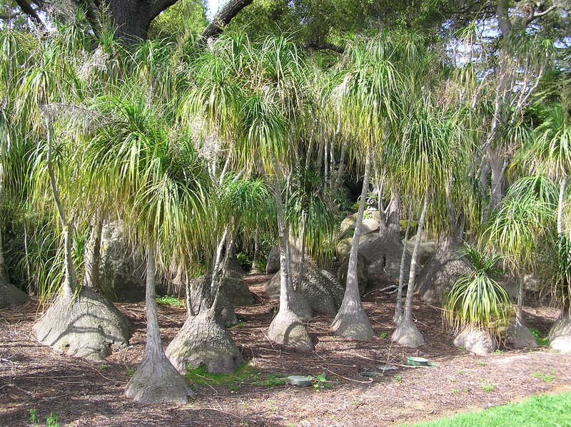 Lotusland, Santa Barbara